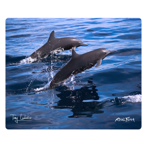 Spinner Dolphins CB